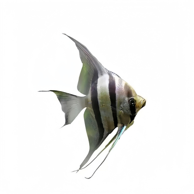 神仙鱼墨燕观赏热带老北京燕儿鱼