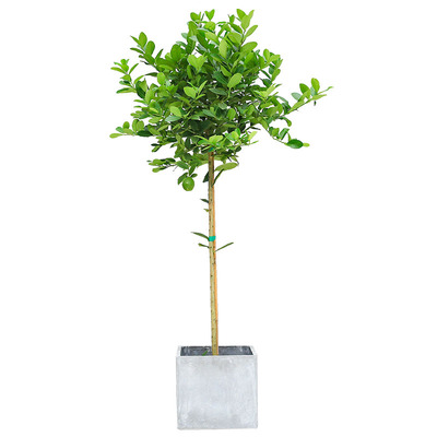 【精品】香水柠檬树盆栽大型室内绿植客厅阳台带果可食用柠檬茶