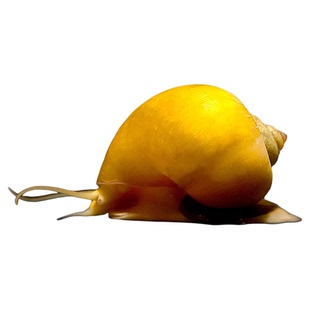 黄金螺品质淡水鱼缸工具螺除藻螺吃鱼粪龟粪擦玻璃吃青苔的观赏螺