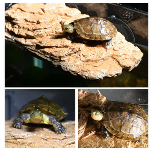 乌龟吸盘晒背台高水位爬台浮岛鱼缸水族箱深水爬梯仿石头休息平台