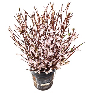 野生桃花枝沂蒙山老桃树现剪现发鲜切枝条插花瓶桌面水培开花摆件