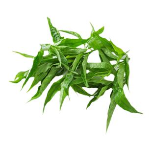 现摘新鲜忧遁草鲜叶纯野生小尖叶鳄嘴花黎王草新鲜优盾草鲜叶提神