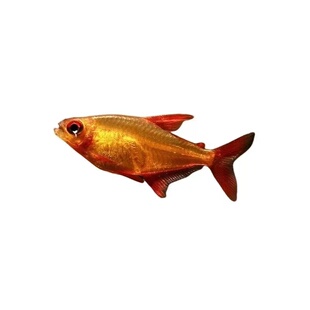 甜心柠檬鱼南美热带鱼高端灯鱼热带鱼群游草缸鱼稀有小型鱼活体鱼