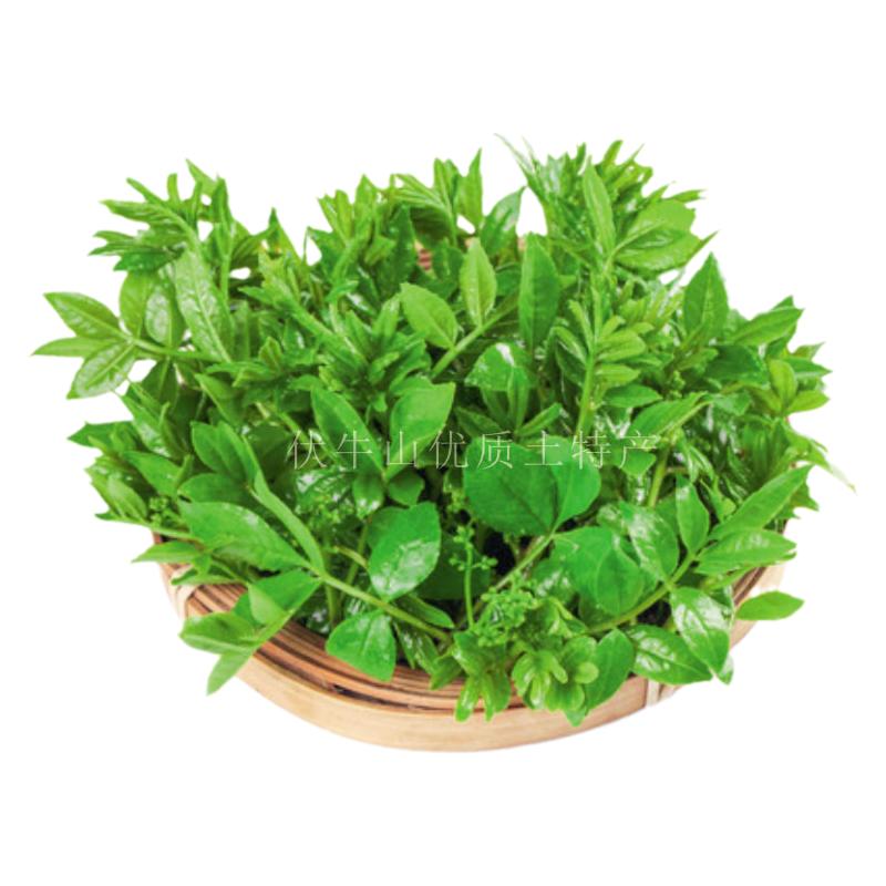 鲜嫩花椒叶芽天然农家野菜
