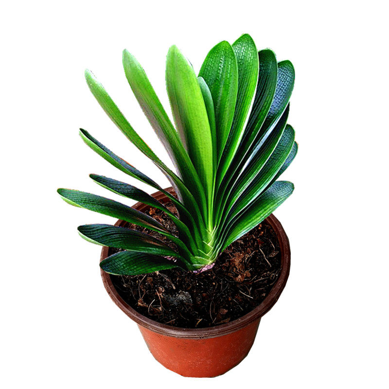 长春精品君子兰 新品金孔雀宽短叶麻脸油匠和尚 花脸圆头绿植立板