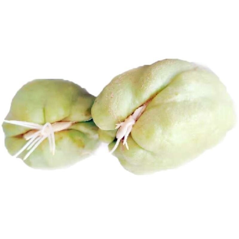 云南带芽佛手瓜苗种瓜老瓜丰收瓜