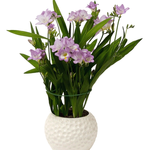 25年现绿园花开小苍兰种子香雪兰种球有香味星光卡丽丝蜜月莫纳克