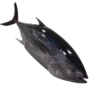 金枪鱼新鲜整条16-100斤南方蓝旗刺身去鳃去脏海鲜冷冻吞拿鱼黄旗