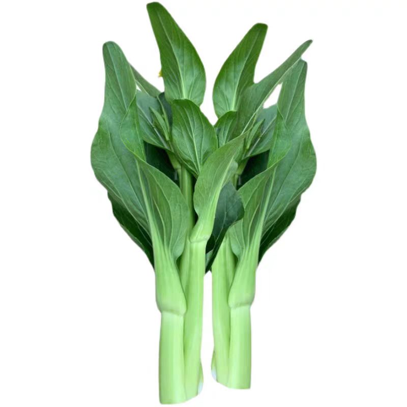 多苔一号菜苔种子青梗水果苔菜种家庭园艺种子