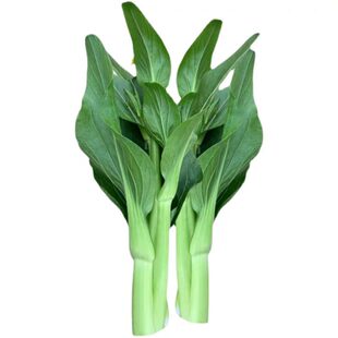多苔一号菜苔种子青梗水果苔菜种籽广东青菜四季阳台大田蔬菜种子