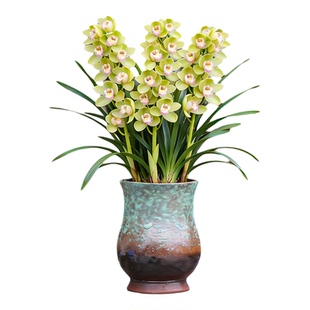 大口径兰花专用盆多肉陶瓷高筒九尾狐悬崖三角梅飘枝透气粗陶花盆