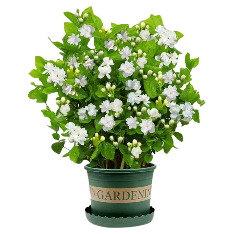 茉莉花盆栽带花苞重瓣虎头茉莉阳台耐热植物室内浓香花卉绿植盆景