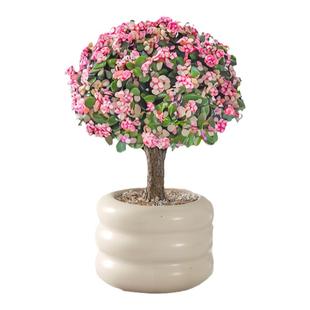 金枝玉叶小盆栽老桩多肉植物棒棒糖造型发财树幼儿园花卉绿植礼物