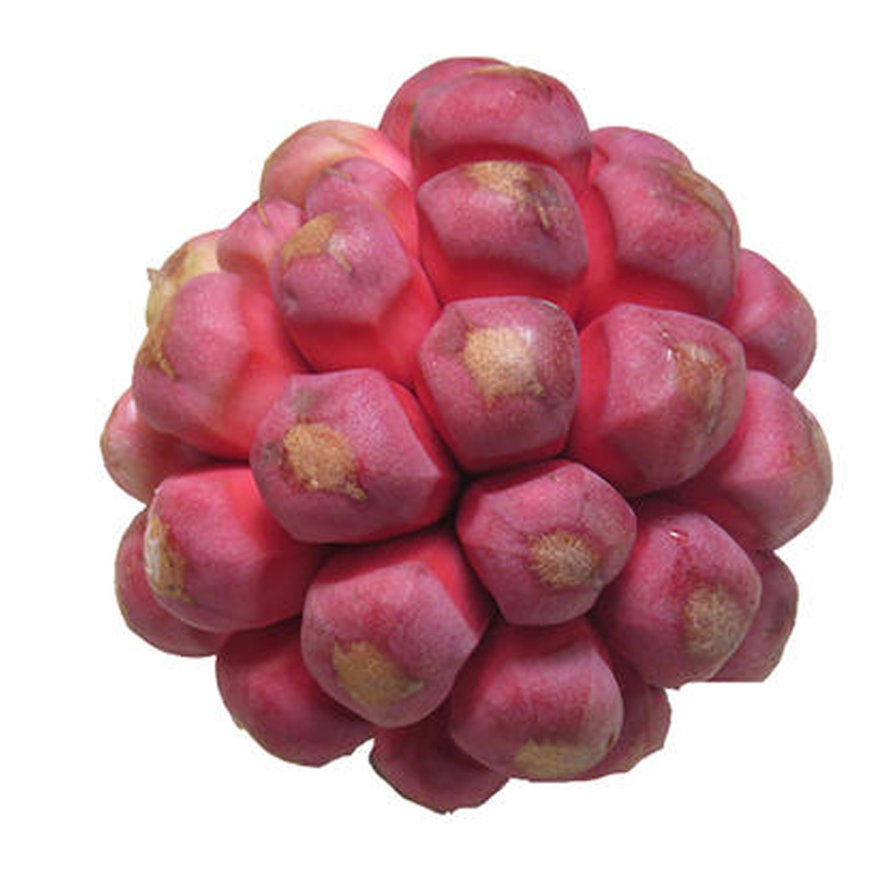 25年野生黑老虎新鲜水果蛇皮果恶魔果实奇葩水果福布娜罕见高山果