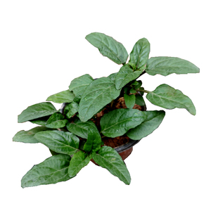 夏枯草种苗野生中草药苗阳台绿植清肝火祛湿茶中药材盆栽原泥发货