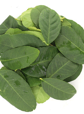 新鲜柠檬叶食用鱼生佐料