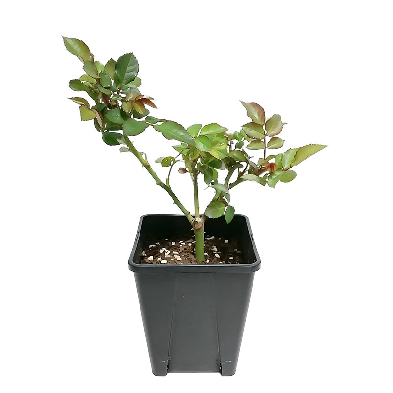 月季花小苗盆栽龙沙宝石弗洛伦蒂娜蓝色阴雨瑞典女王虹越灌木藤本