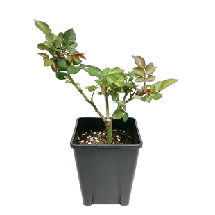 月季花小苗龙沙果汁阳台弗洛伦蒂娜蓝色阴雨虹越灌木爬墙藤本盆栽