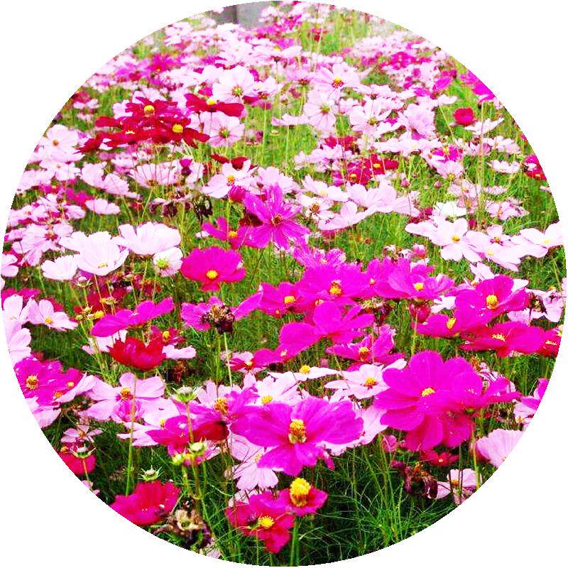 波斯菊混色花籽花开播种野花组合二月兰百日草菊格桑花太阳花种子
