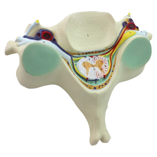 ENOVO颐诺 人体第五颈椎脊髓脊神经放大模型颈椎解剖神经脊髓脊椎体横断面医学教学用颈椎上海医院社教标本