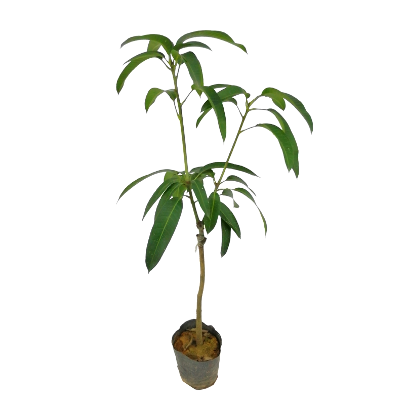 芒果苗金煌台农七四嫁接盆栽
