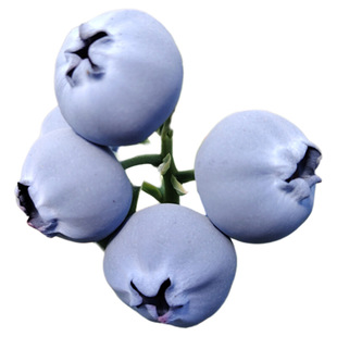[空运发货]云南红河高山花香蓝莓甜度高脆甜汁多怡颗蓝莓佳鲜沃