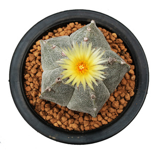 大颗五角鸾凤玉仙人球实生开花四角白沙琉璃多肉植物阳台小盆栽