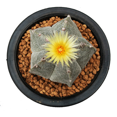 开花美观鸾凤玉花田舍好养