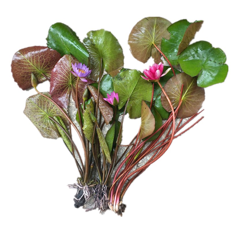 成品池塘睡莲四季水培植物睡莲