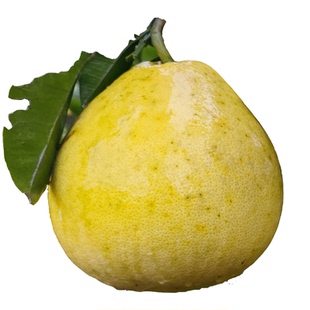 贵州铜仁万山香柚 白心小苦柚小柚子脆甜雪峰柚沙田柚当季水果