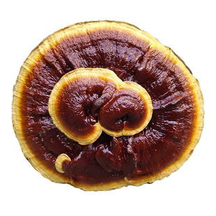 15-20厘米半野生灵芝观赏特大灵芝摆件盆景赤灵芝整支带根一朵