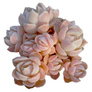 【一物一拍】阿尔巴白月影精品群生多肉植物新手盆栽绿植满28包邮