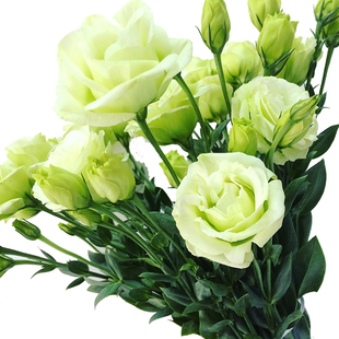 洋桔梗洋菊梗鲜花云南直发斗南昆明花束基地花卉市场洋吉梗桔梗花