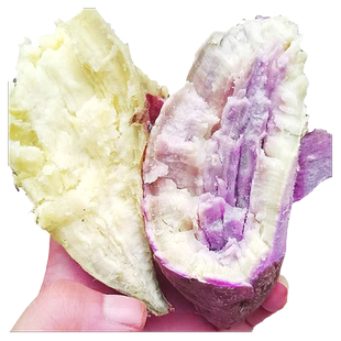 爆皮王番薯新鲜现挖白心粉面板栗薯香甜山芋冰淇淋地瓜一点红红薯