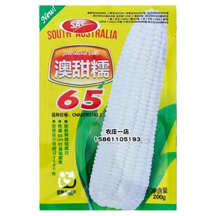 澳甜糯65白色甜玉米种籽甜糯水果种子四季超甜粘农家糯春季夏种孑