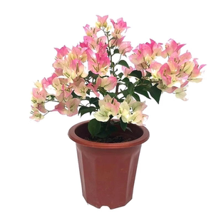 三角梅盆栽带花树苗四季花卉植物阳台庭院爬藤重瓣马斯三角梅老桩