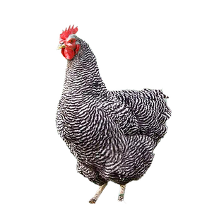 纯种绿壳芦花鸡种蛋受精蛋可孵化小鸡汶上芦花鸡白芦花鸡受精种蛋