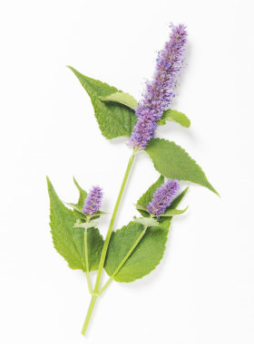 四季药材排香草大叶薄荷野菜种子