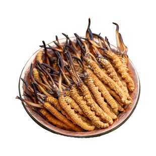 2025冬虫夏草正品头期冬虫草正宗虫草王整草干货礼盒装非西藏那曲