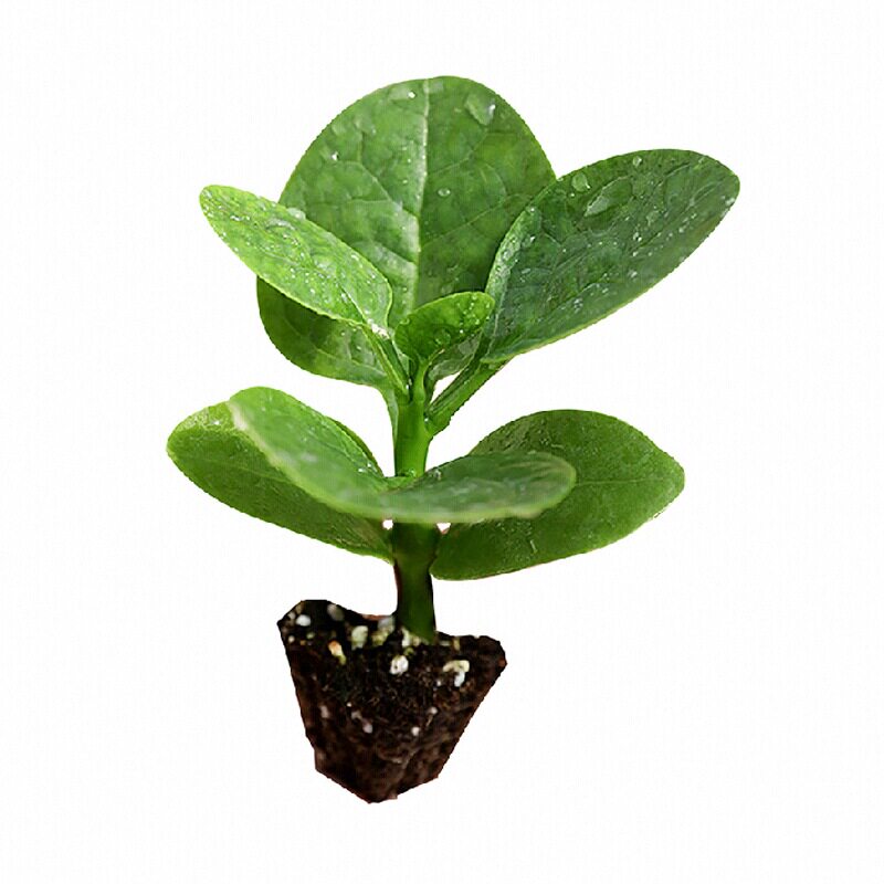 寿光大圆叶木耳菜秧苗