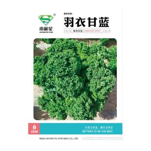羽衣甘蓝蔬菜种子食用甘蓝蔬菜孑种籽阳台四季盆栽雨衣语衣羽叶
