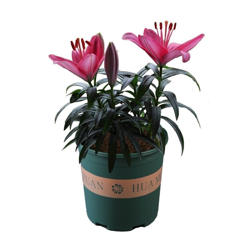 10颗香水百合花种球四季好养活盆栽植物多花苞室内外花卉多年生