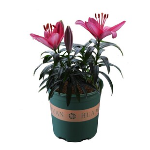 10颗香水百合花种球四季好养活盆栽植物多花苞室内外花卉多年生