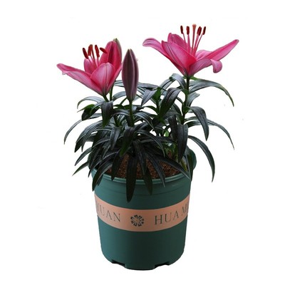 香水百合花种球四季养活盆栽植物