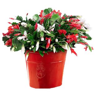 蟹爪兰盆栽植物带花苞多色重瓣进口四季种植多肉花卉室内外好养活