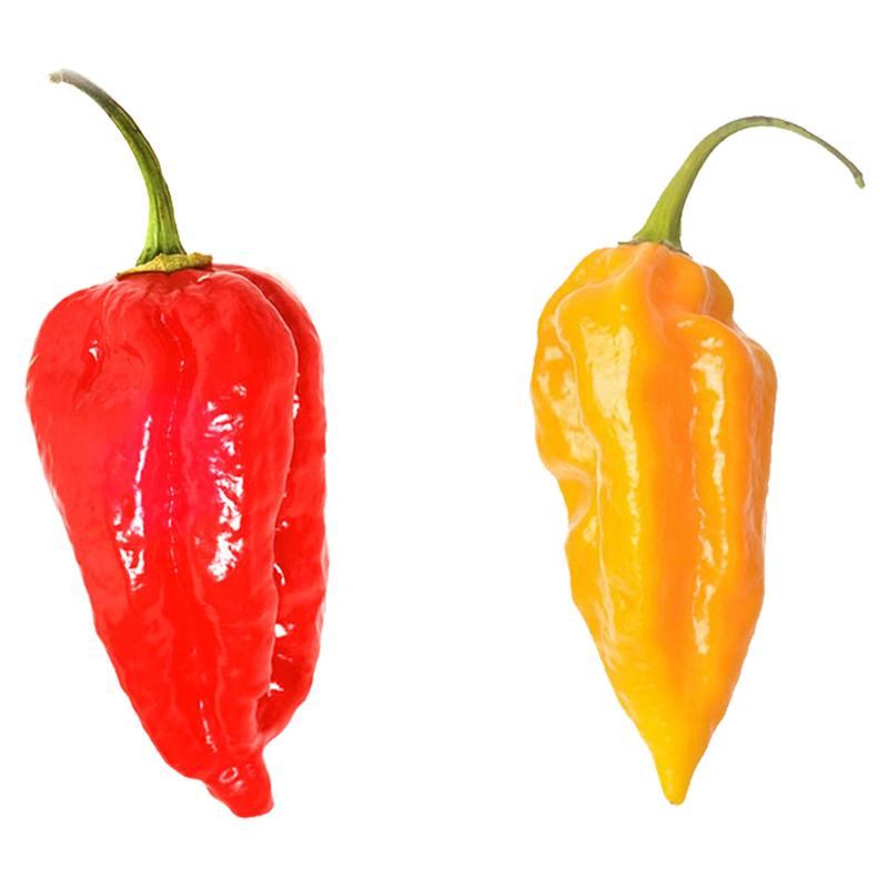 印度魔鬼椒苗种子超辣辣椒种籽孑四季海南蔬菜阳台盆栽秧苗菜苗春