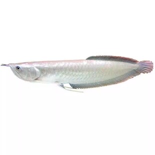 龙鱼观赏活鱼银龙鱼七彩龙鱼红眼黄化银龙热带鱼苗发财鱼活体宠物