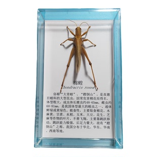 教学标本 昆虫标本 蝴蝶标本 动物标本标本独立装 科研实验带简介
