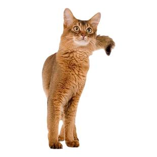 皇家猫粮I27室内全价猫粮F32营养成猫粮英短美短布偶通用猫20斤