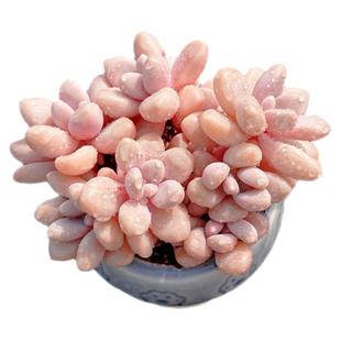 艾伦 迷你可爱小杆子群生粉色控养多肉植物新手阳台小盆栽绿植